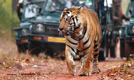 ranthambore tour packages