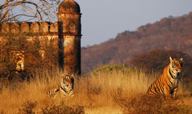 tour packages ranthambore