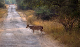 sariska national park